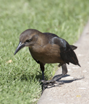 Great tailed Grackle 5782